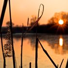 Gräser im Sonnenuntergang