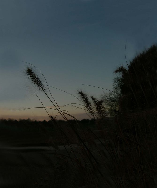 Gräser im Sonnenuntergang