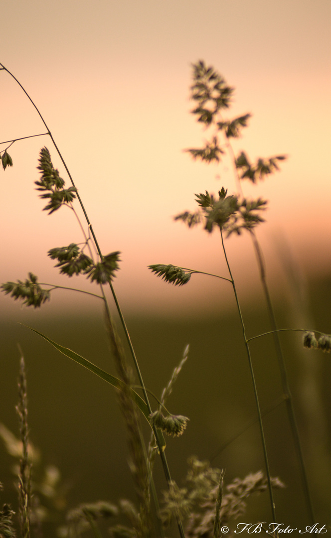 Gräser im Sonnenuntergang