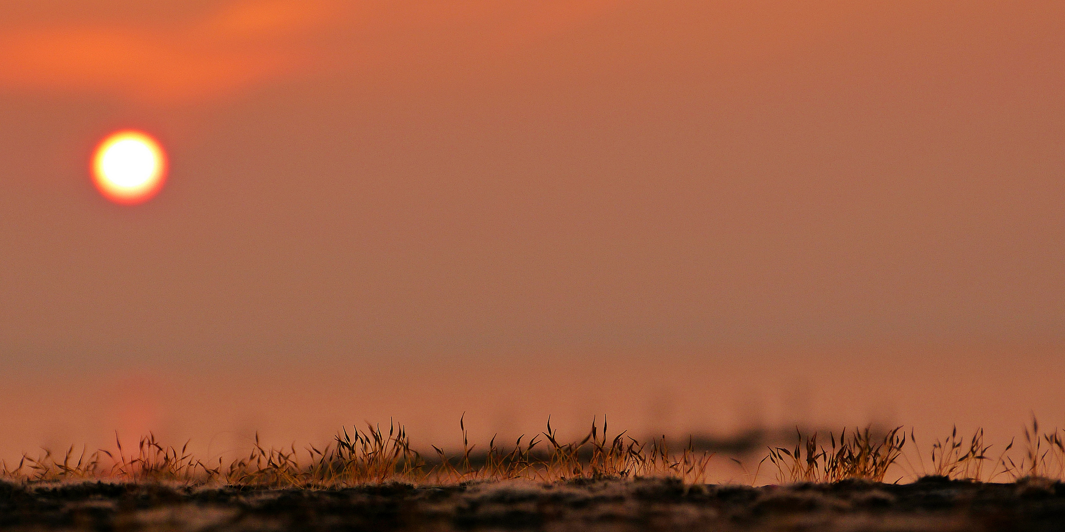 Gräser im Sonnenuntergang