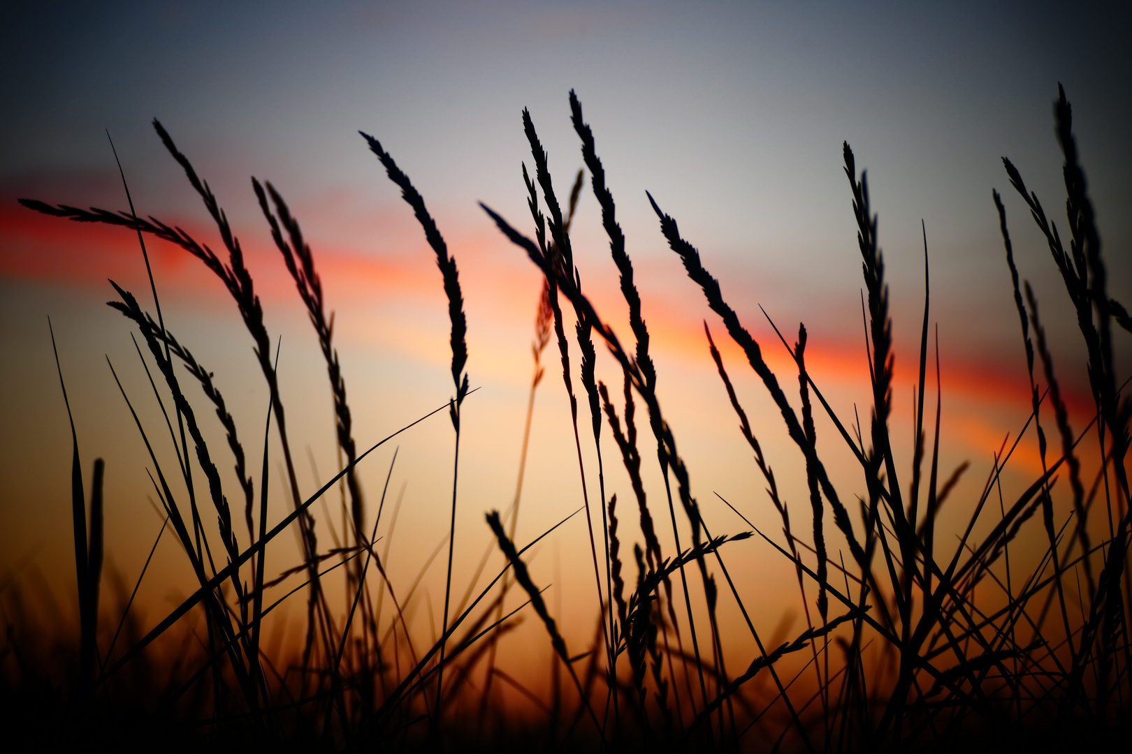 Gräser im Sonnenuntergang