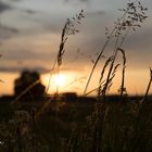 Gräser im Sonnenuntergang