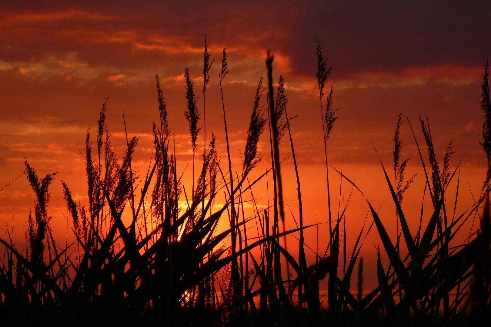 Gräser im Sonnenuntergang