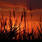 Gräser im Sonnenuntergang