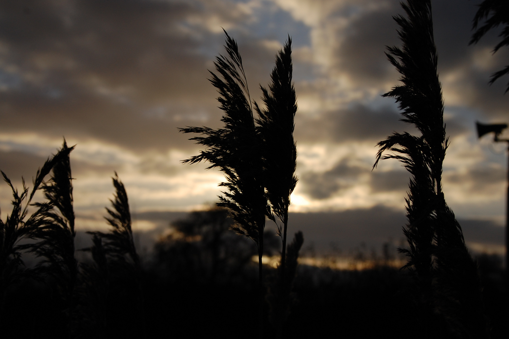 Gräser im Sonnenuntergang