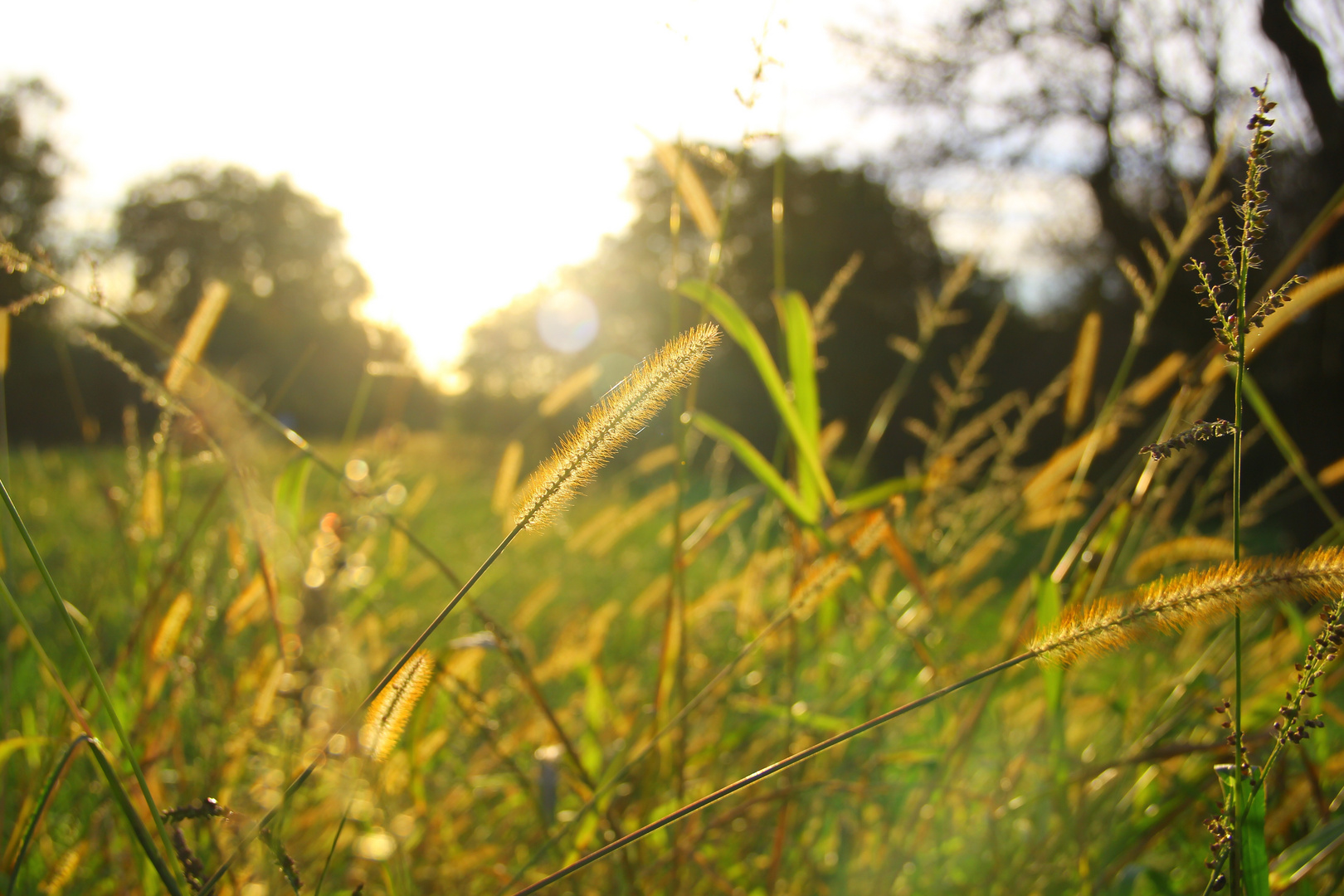 Gräser im Sonnenuntergang