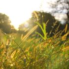 Gräser im Sonnenuntergang