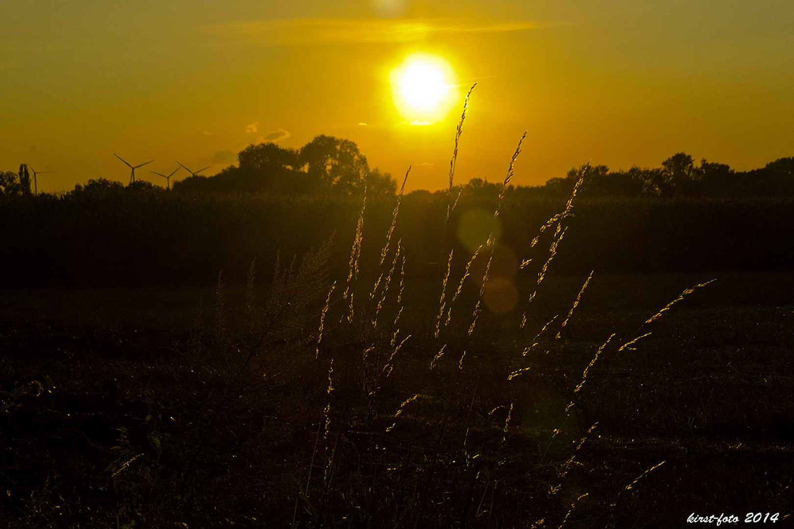 Gräser im Sonnenuntergang