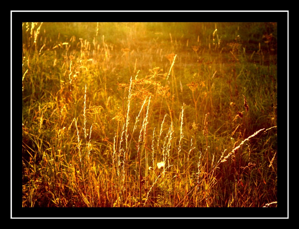 Gräser im Spätsommer in der Abendsonne