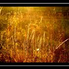 Gräser im Spätsommer in der Abendsonne
