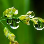 Gräser im Spiegel der Natur