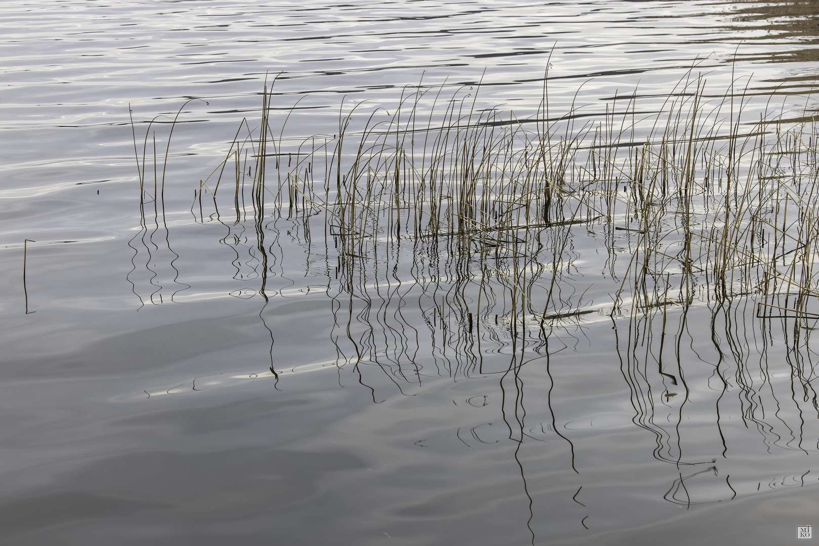 Gräser im Steinhuder Meer