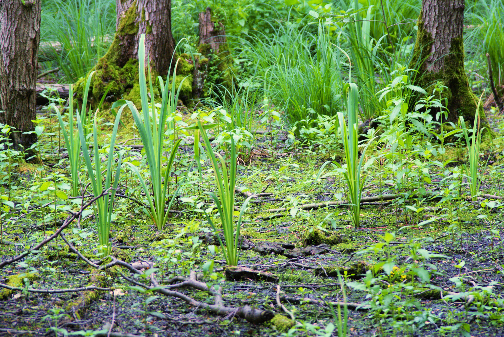 Gräser im Sumpf