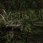 Gräser im Teich