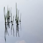 Gräser im Teich