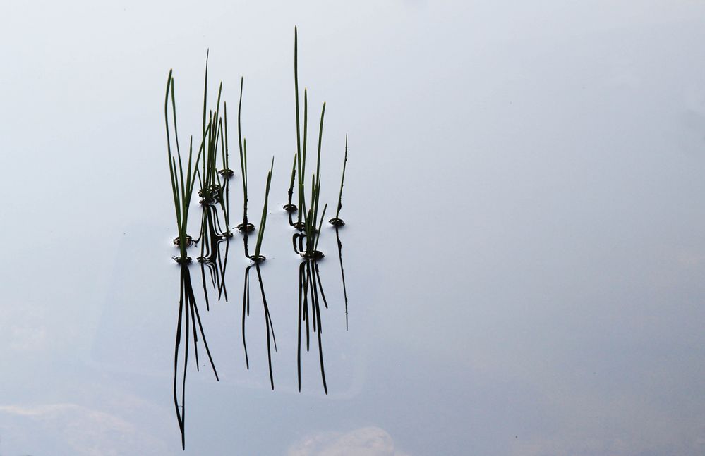 Gräser im Teich