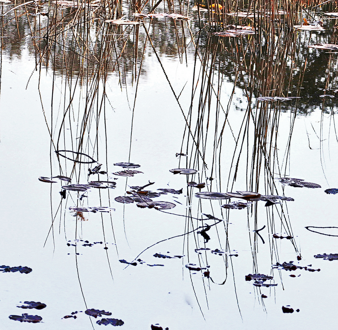 Gräser im Teich verspiegelt.....