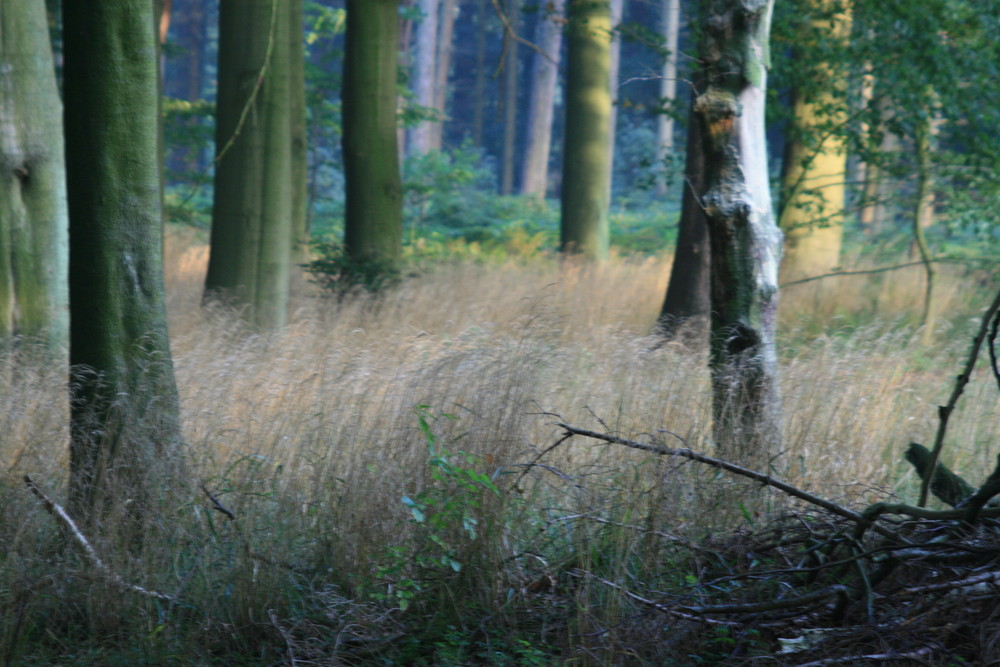 Gräser im Wald