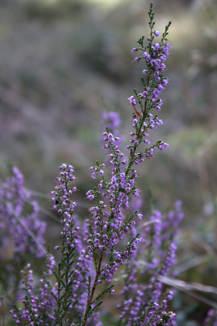 Gräser im Wald