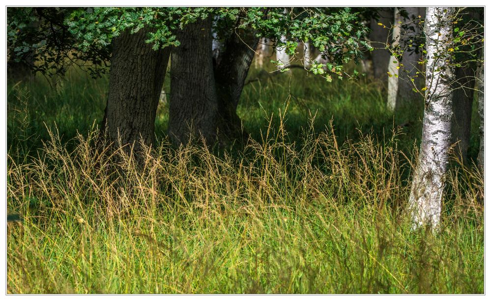 Gräser im Wald