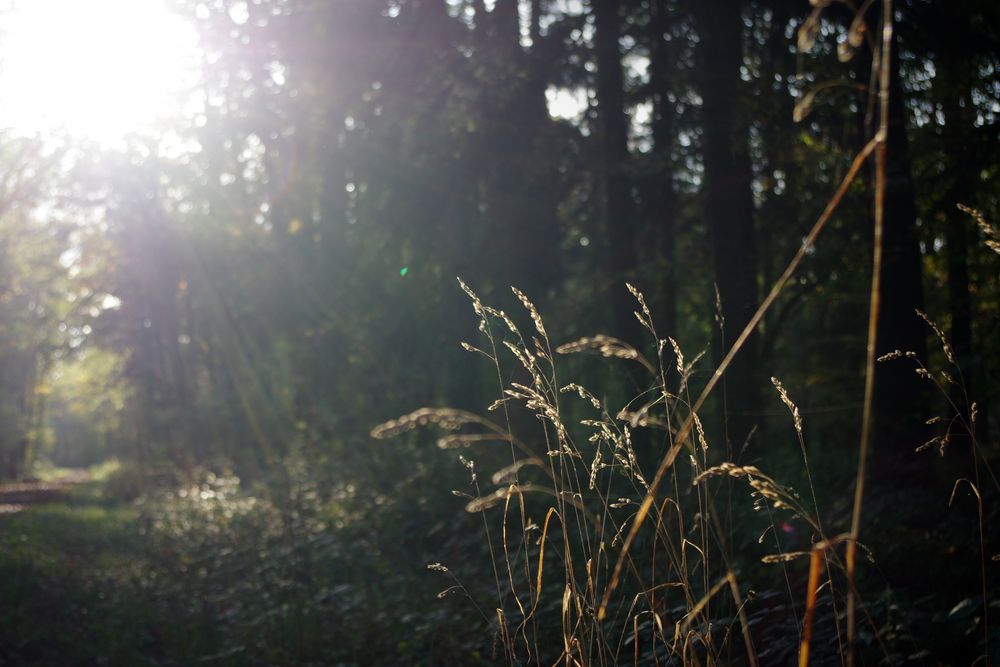 Gräser im Wald