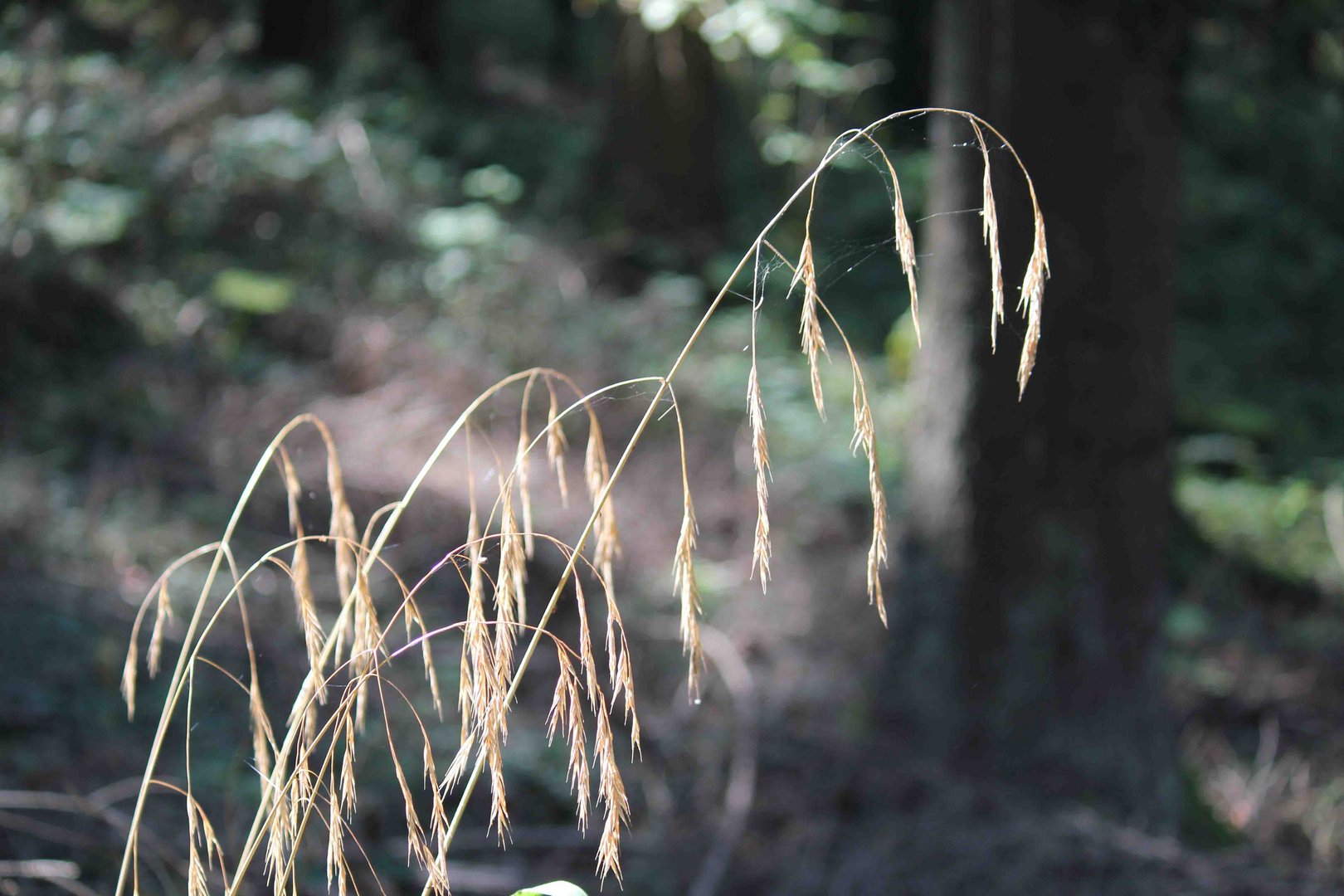 Gräser im Wald