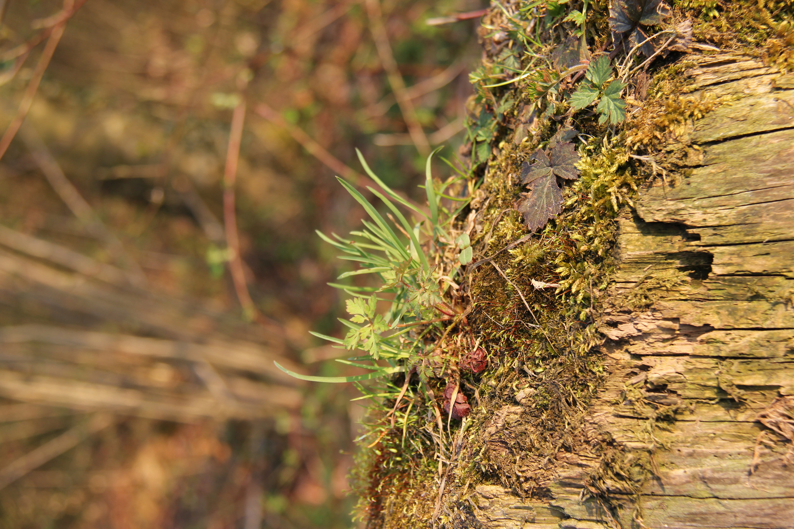 Gräser im Wald