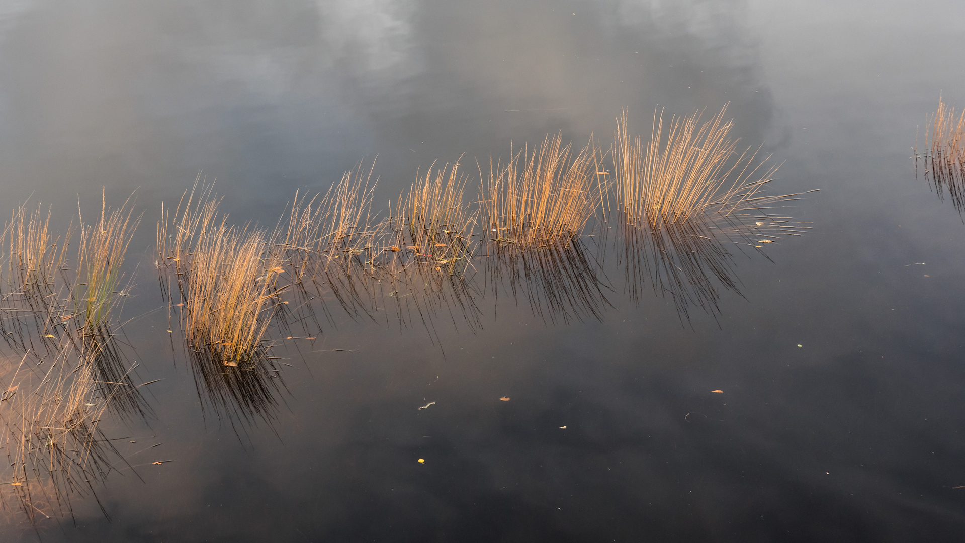 Gräser im Wasser