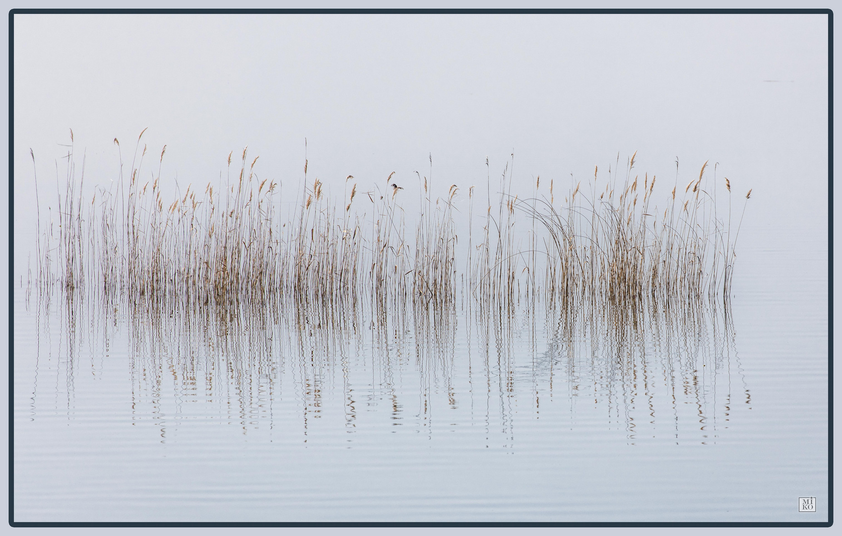 Gräser im Wasser