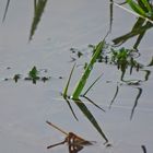 Gräser im Wasser