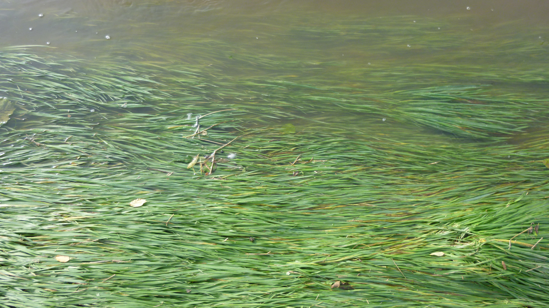 Gräser im Wasser