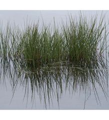 Gräser im Wasser - Island