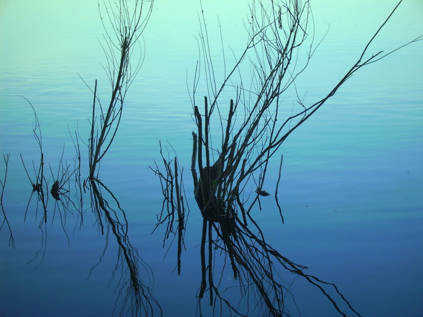 Gräser im Wasser(Elbe)