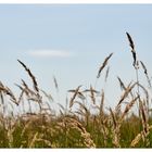 Gräser im Wind