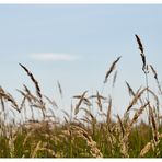 Gräser im Wind