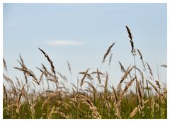 Gräser im Wind