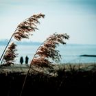 Gräser im Wind