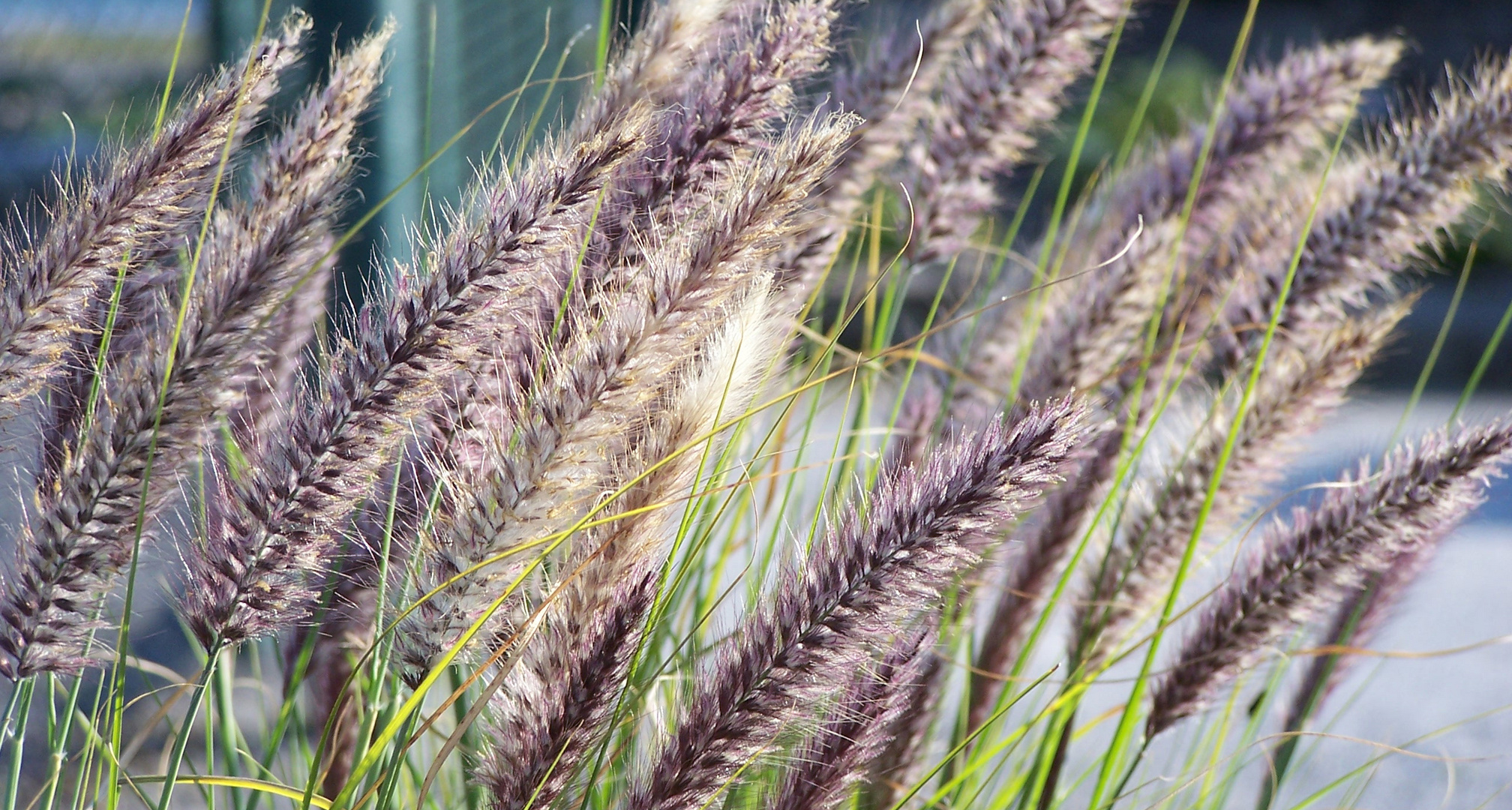 Gräser im Wind