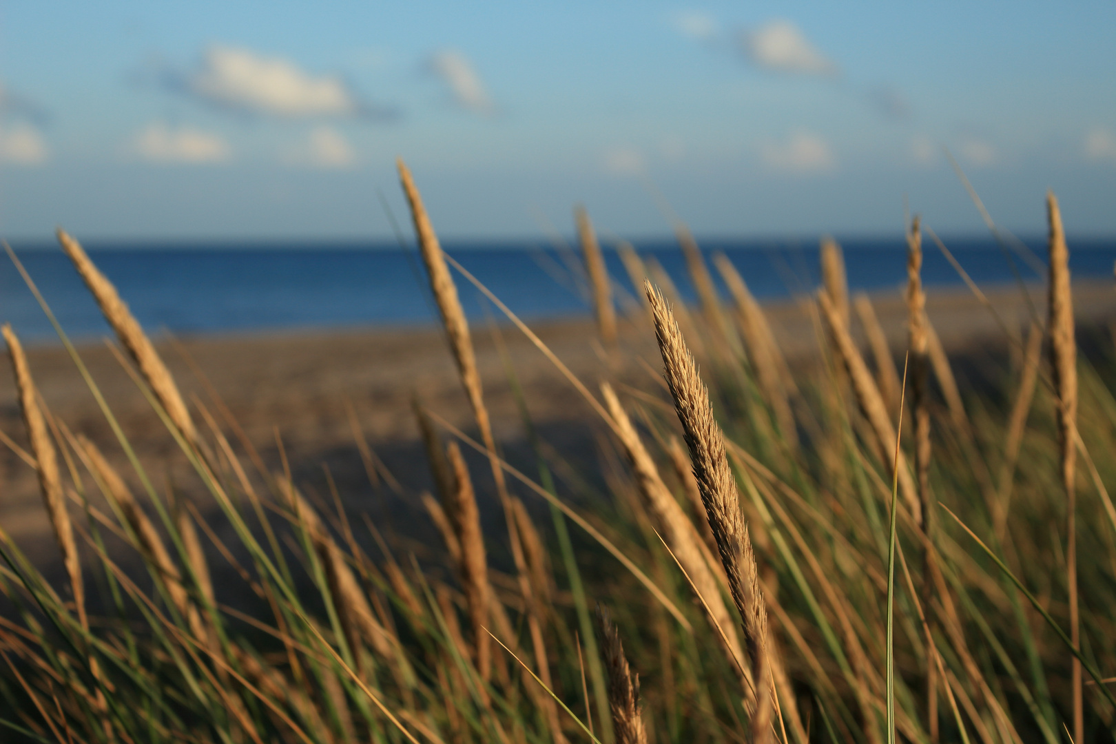 Gräser im Wind