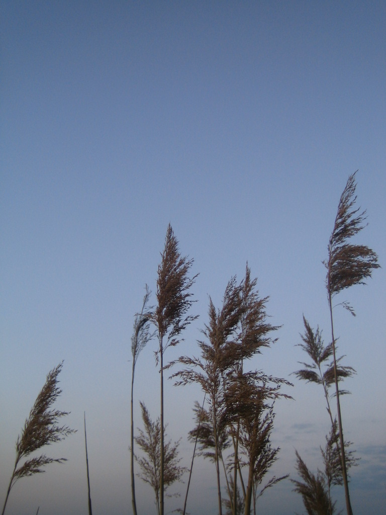 Gräser im Wind