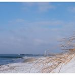 Gräser im Wind