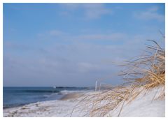 Gräser im Wind