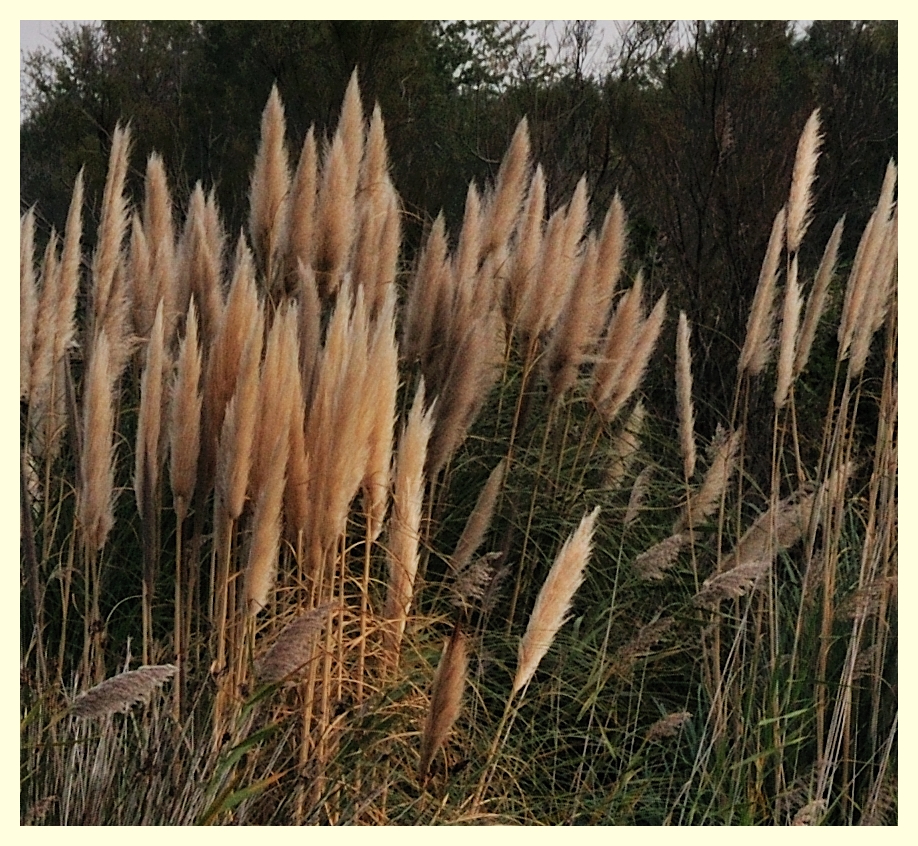 Gräser im Wind