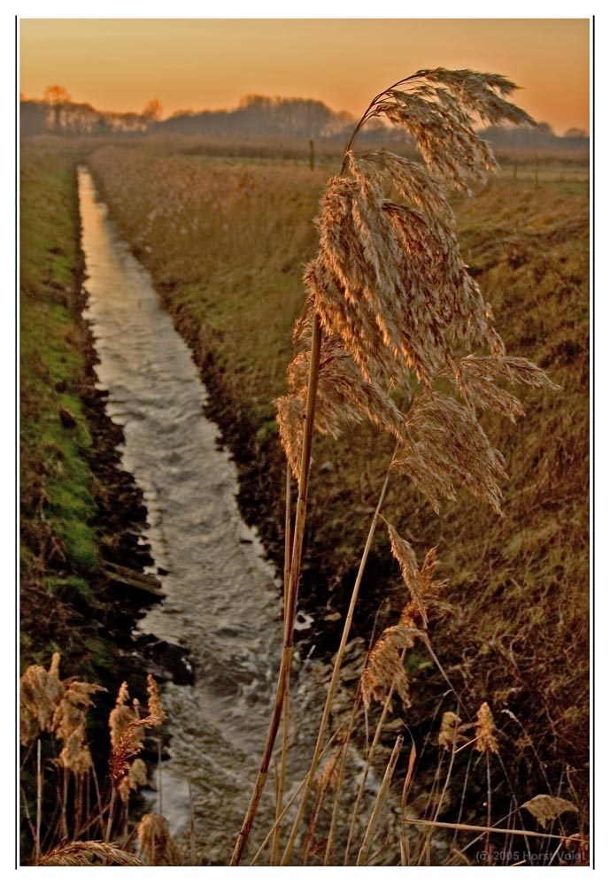 Gräser im Wind (2)