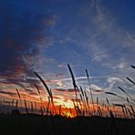 Gräser im Wind