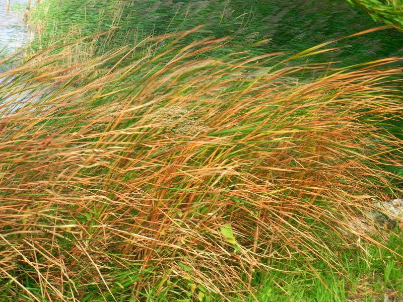 Gräser im Wind