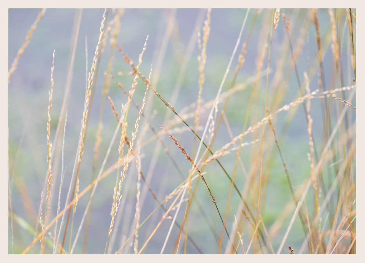 Gräser im Wind