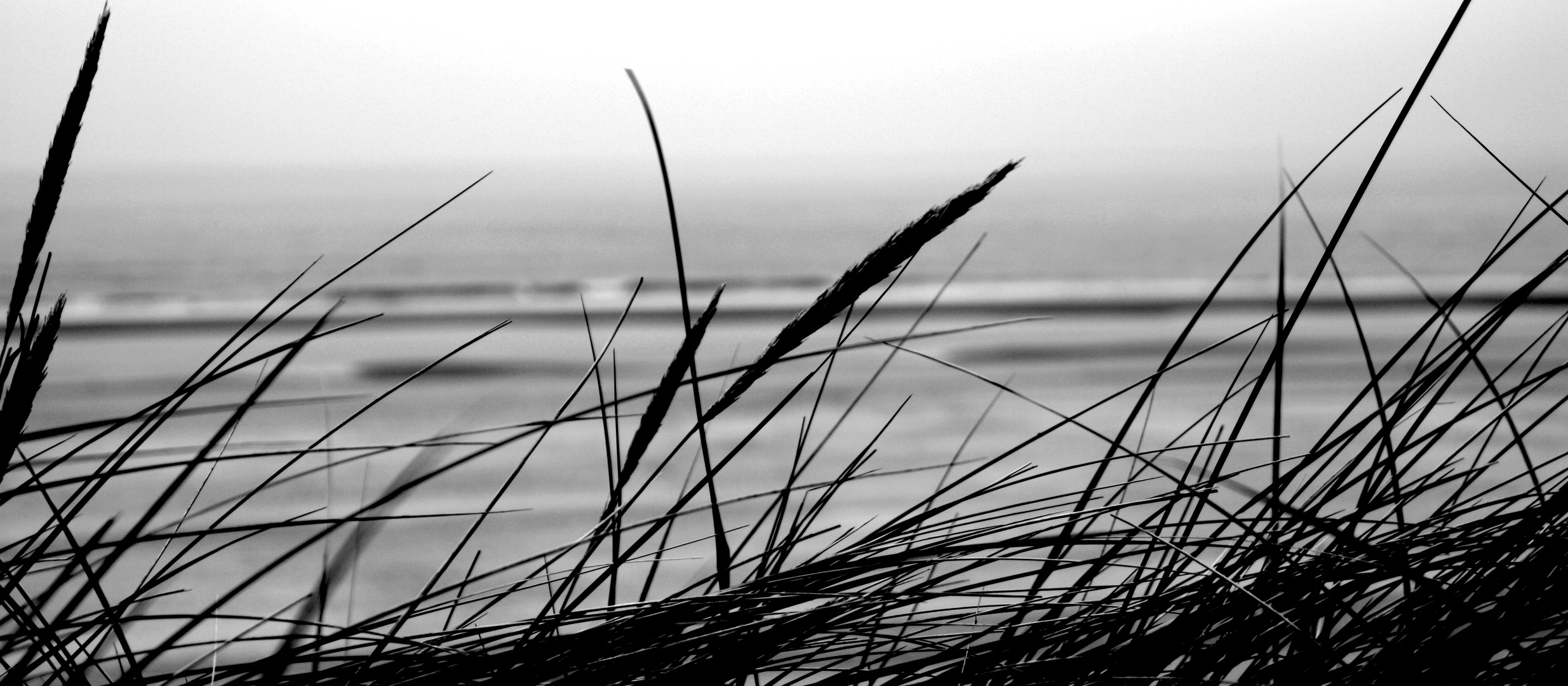 Gräser im Wind