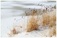 Gräser im Wind