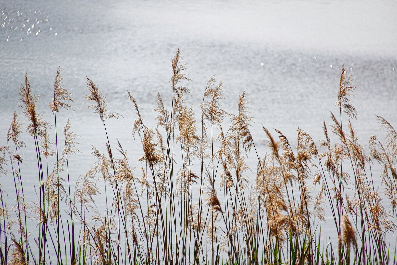 Gräser im Wind